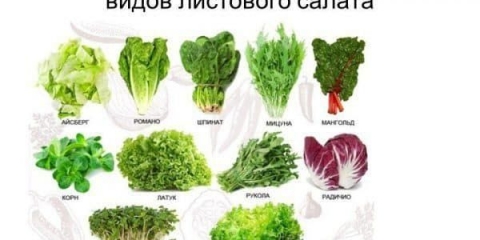 Zelena salata: korisna svojstva i opseg